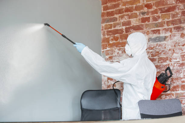 Best Mold Removal for HVAC Installations  in Roseau, MN