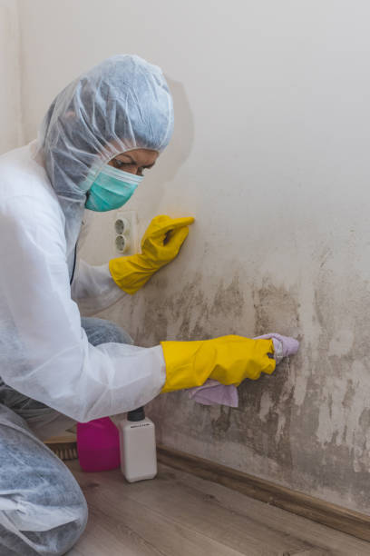 Best Mold Prevention Services  in Roseau, MN