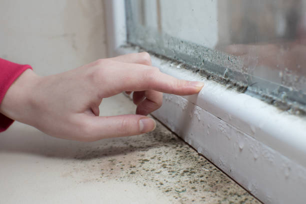 Best Dehumidification Services  in Roseau, MN