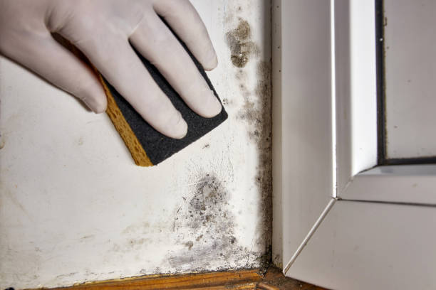 Best Black Mold Removal  in Roseau, MN